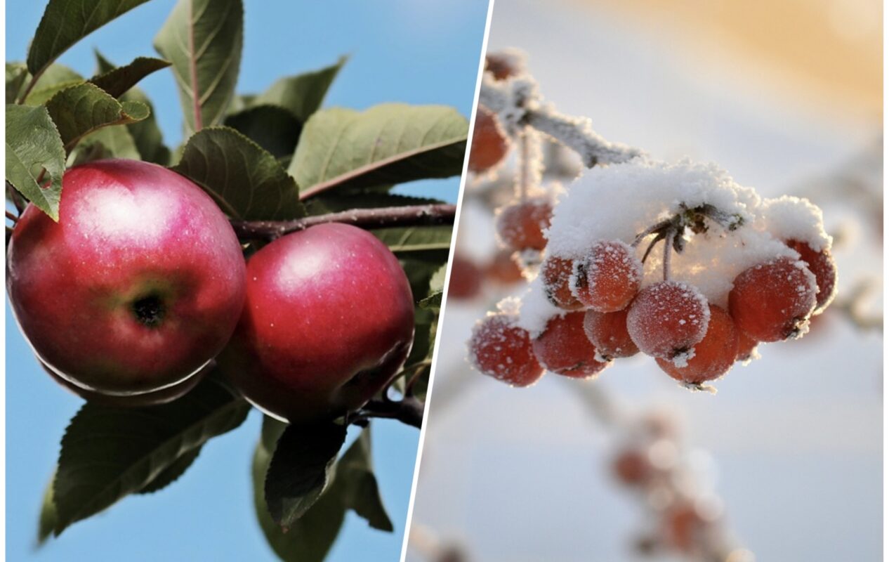 Експерт розповів, які сорти яблук найстійкіші до хвороб