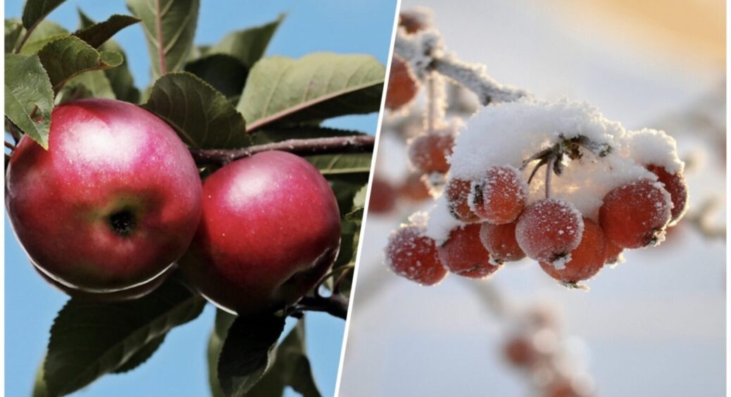 5 сортів яблук, яким не страшні будь-які хвороби – їх завжди вирощують на Тернопільщині 