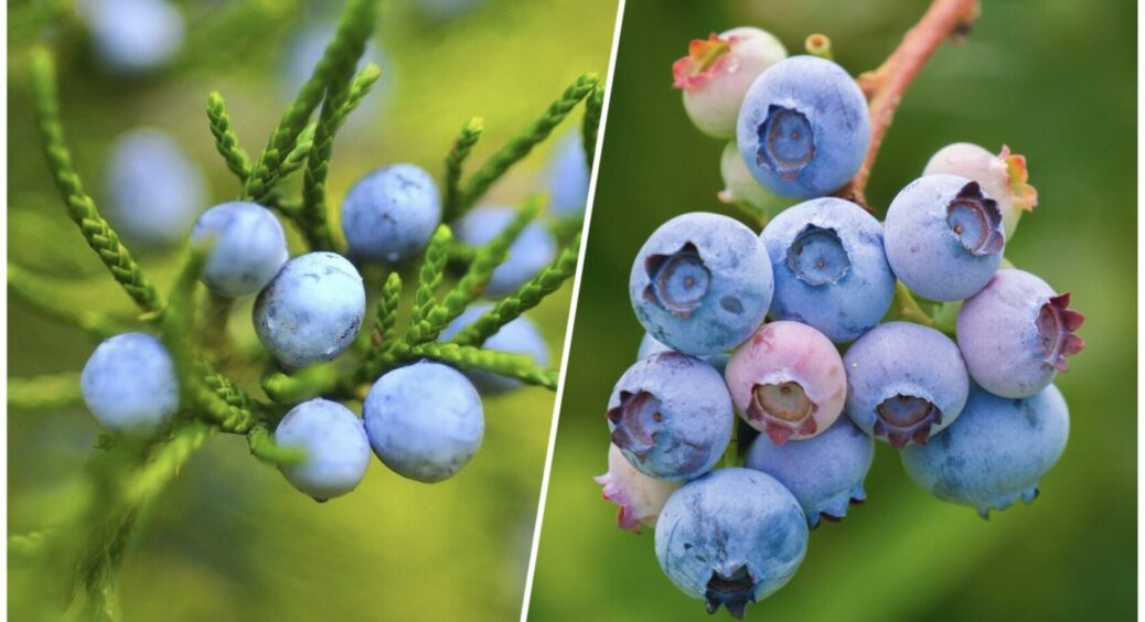 На Сумщині чорницю збирають відрами завдяки цьому прийому: буде рости як на дріжджах у 2025-му 
