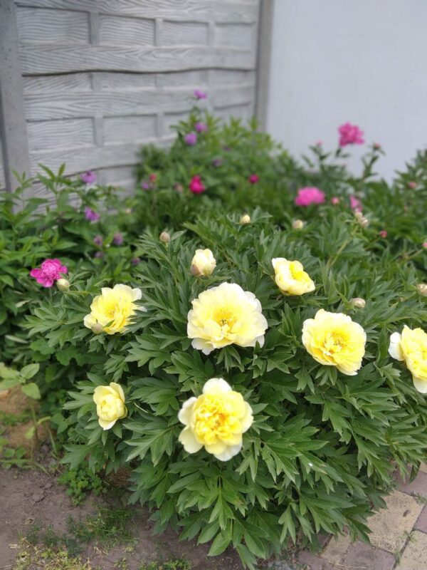 Квітникарі назвали три півонії, які вразять своєю красою