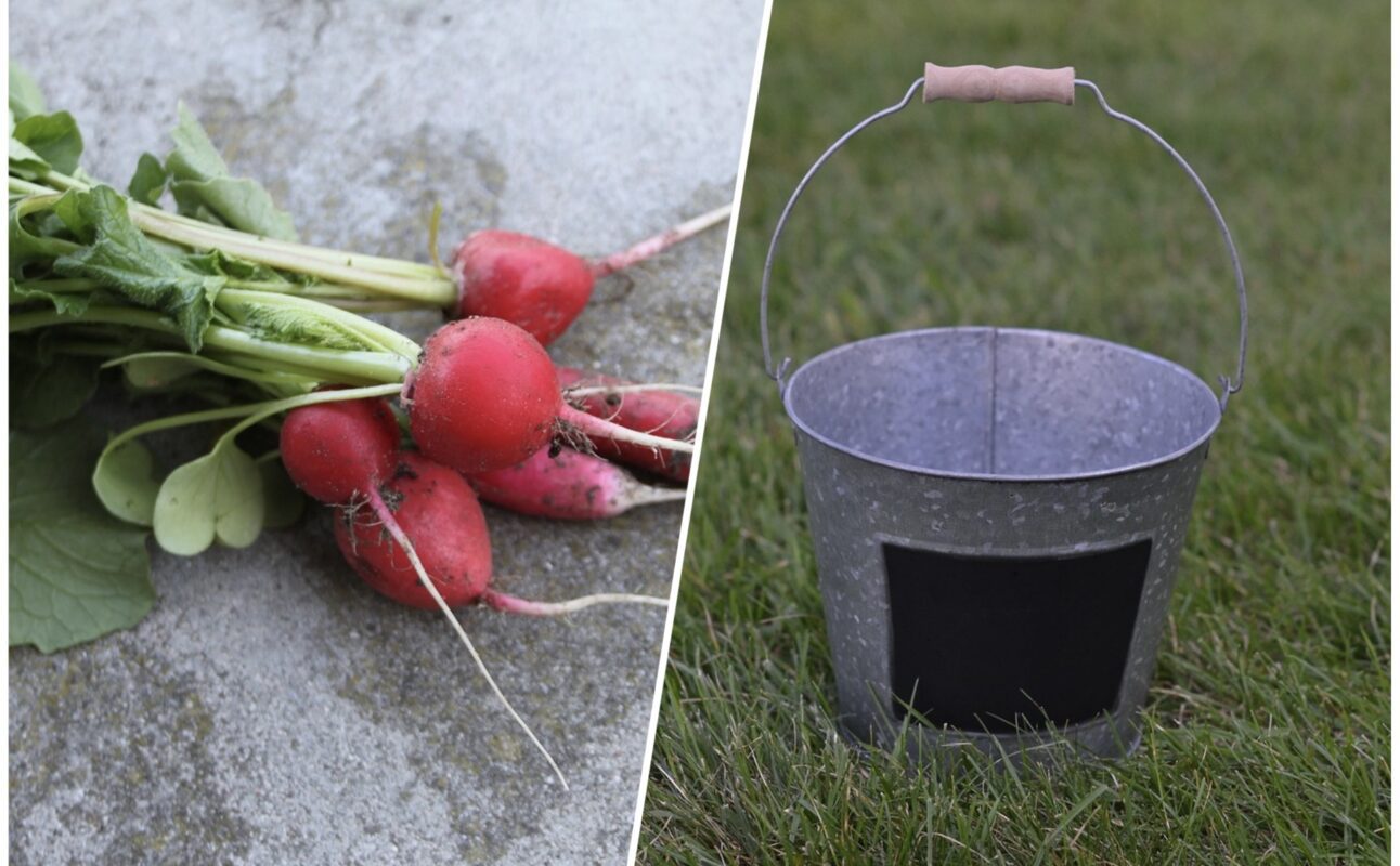 Як отримати великий врожай редиски