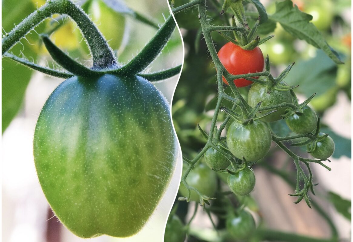 Як виростити міцну розсаду помідорів