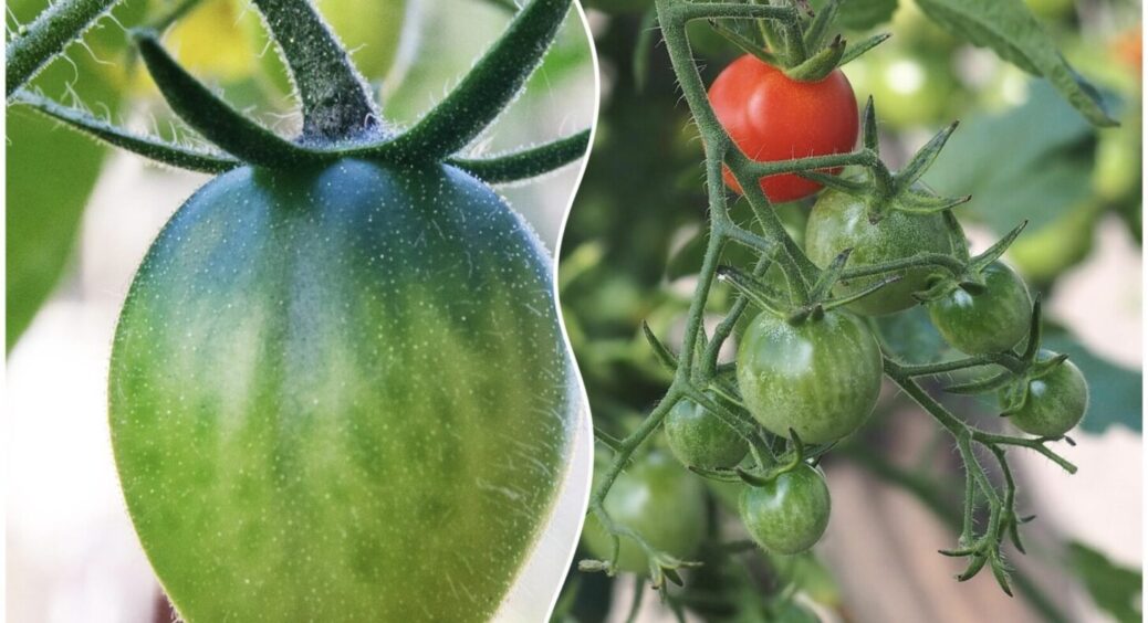 Роблю так, і розсада помідорів витримує будь-яку температуру: 1 секрет міцних кущів 