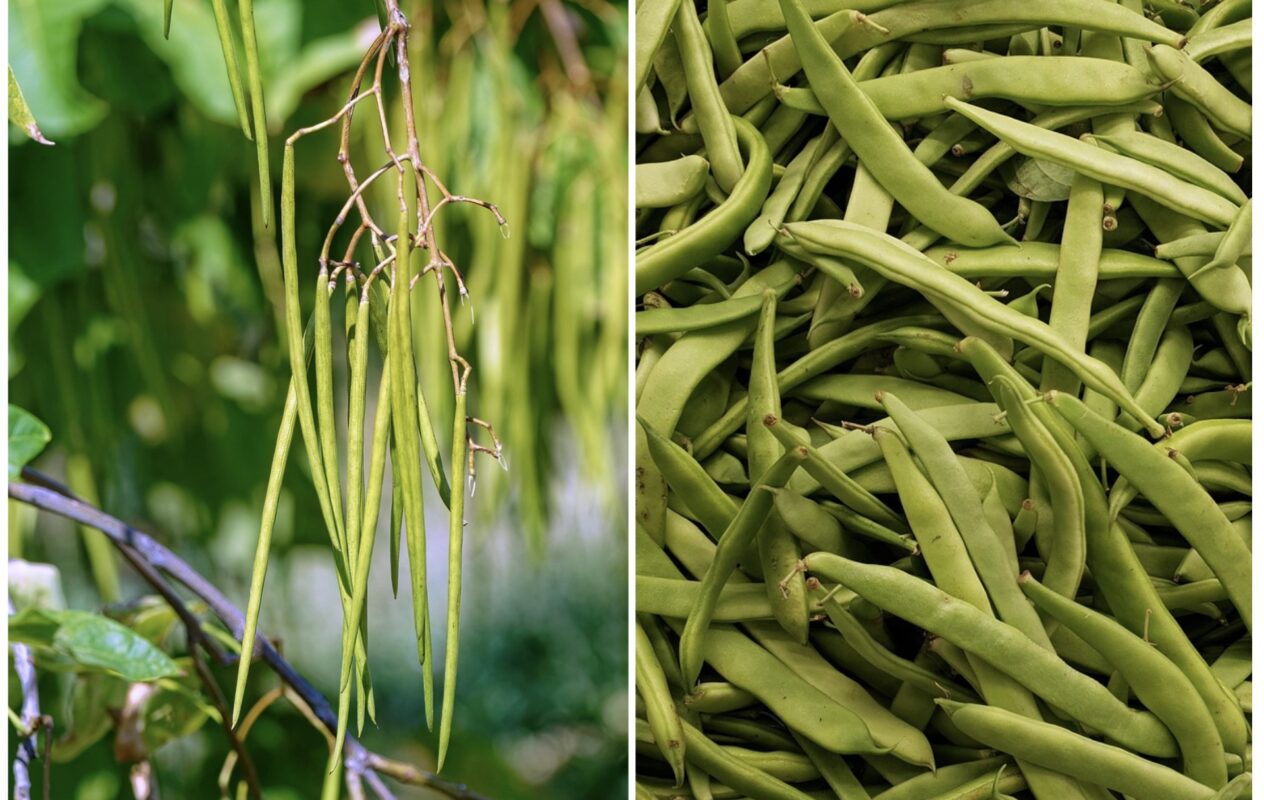 Експерт розповів, як отримати рекордний врожай квасолі 