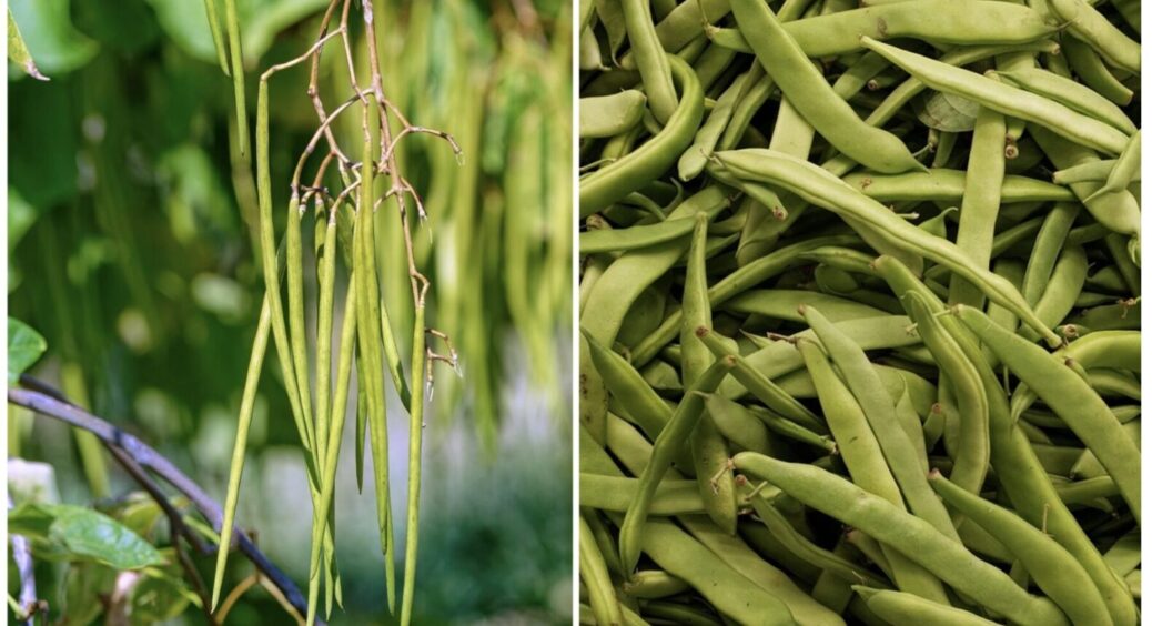 Ніякої хімії, лише домашня підкормка: вирощуємо квасолю-рекордсменку – 10 днів, і вже кущі 
