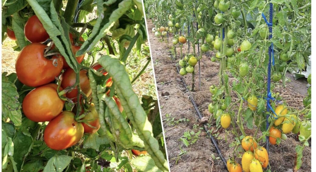 У вас є всього 2 тижні: що робити, якщо у ваших томатів фітофтора – дії, яких потрібно вжити 