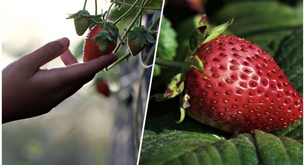 Обробили полуницю аптечним препаратом — врятували ягоди: ні довгоносика, ні хрестоцвітої блішки 