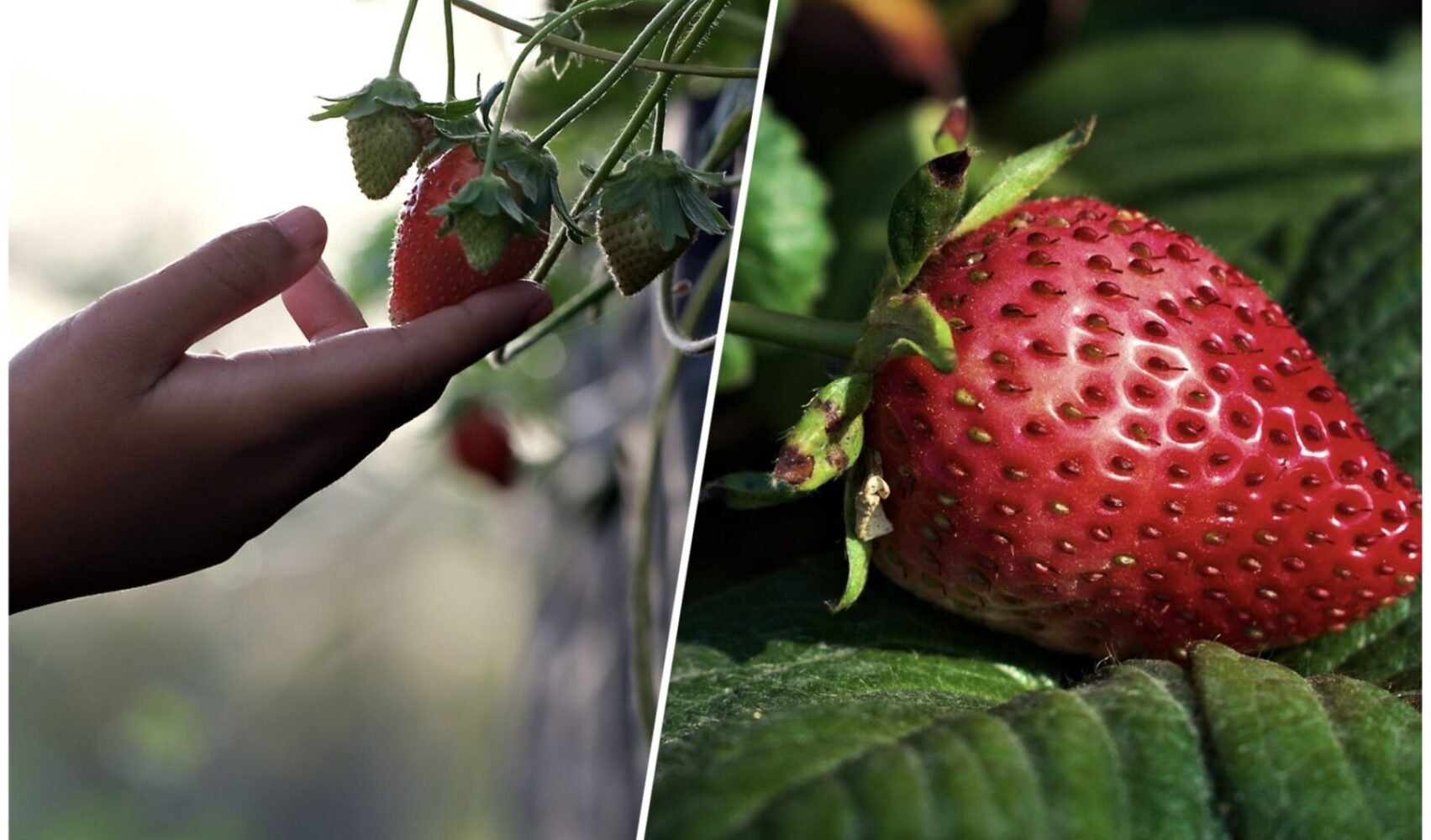 Експерт розповів, чим обробити полуницю від шкідників 