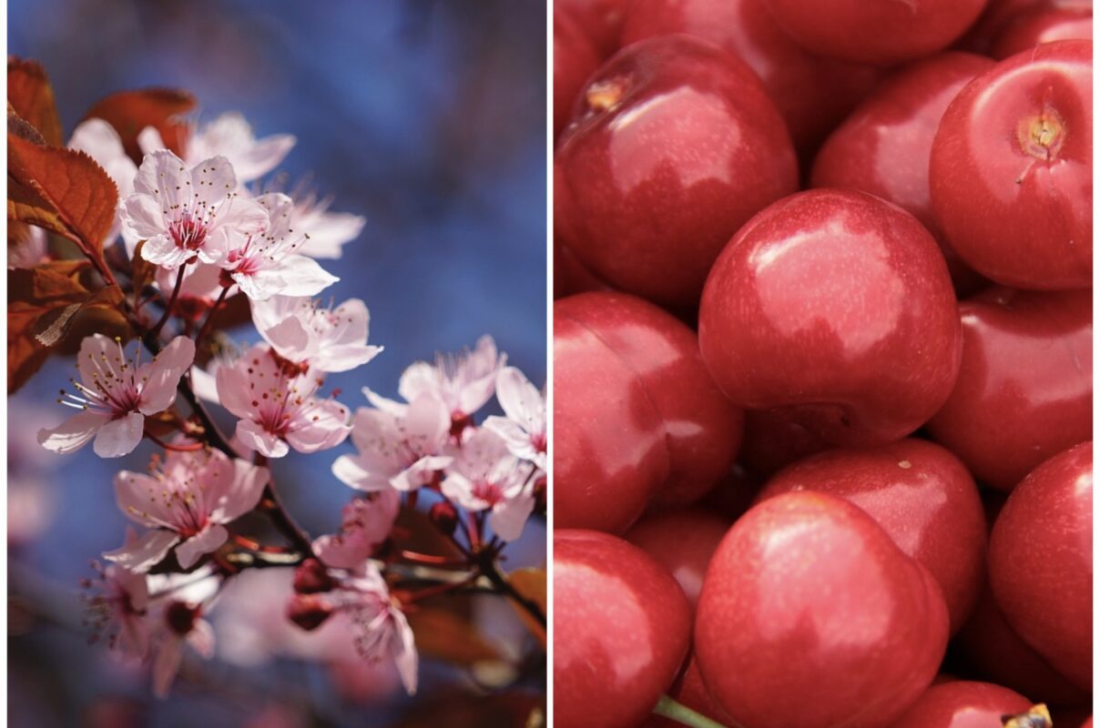 Яку вишню варто посадити на городі