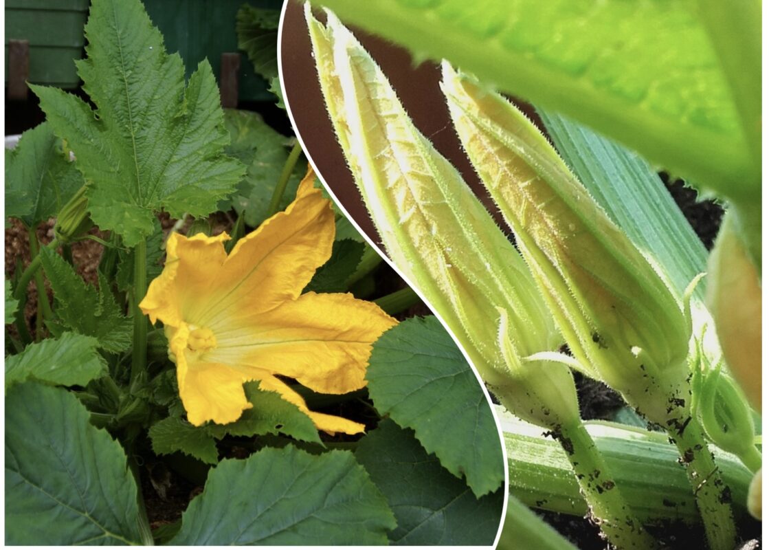 Експерт розповів, куди висаджувати кабачки навесні 2025