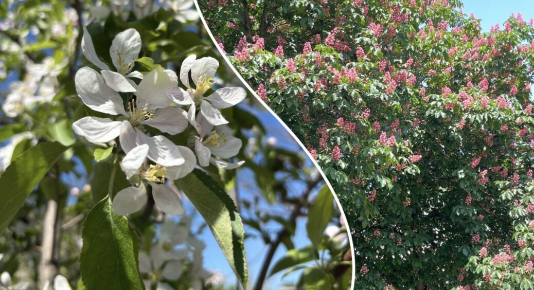 Ці 5 дерев притягують біди: що не варто садити біля будинку – про це знали ще наші бабусі 