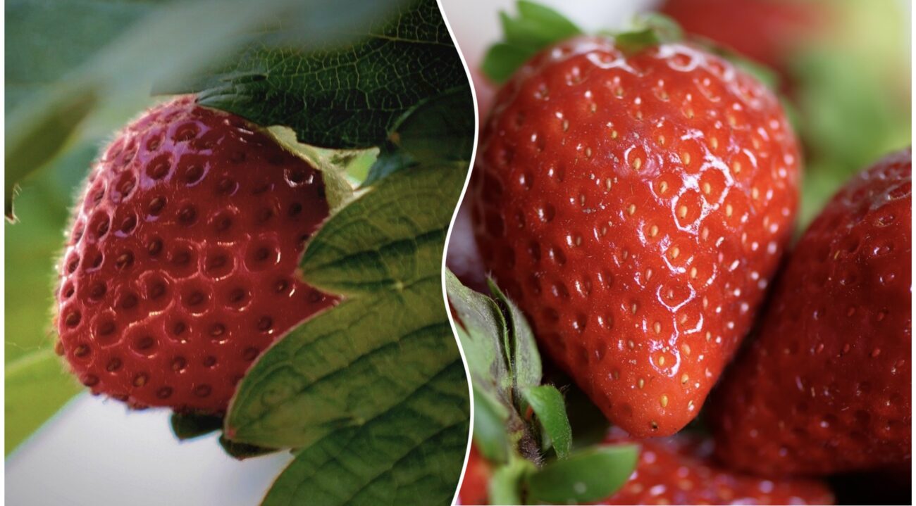 Експерт розповів, як отримати великий врожай полуниці 