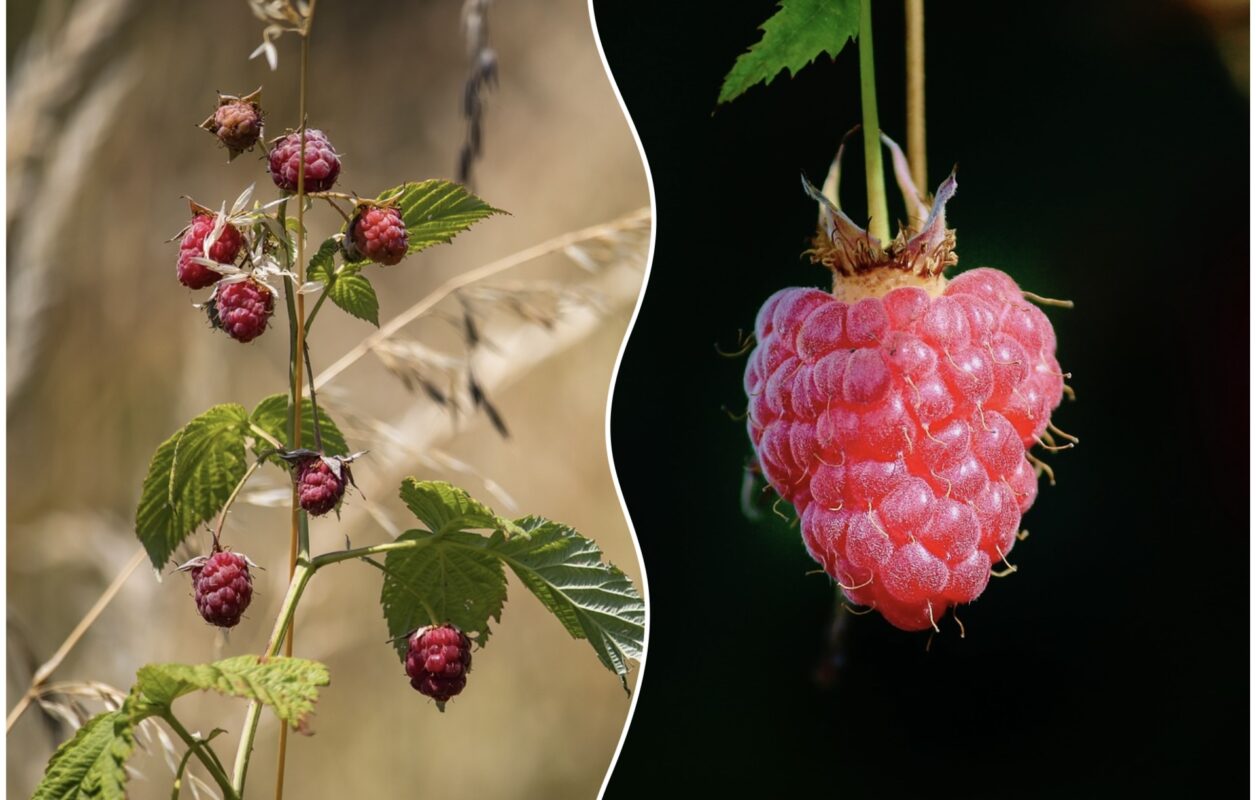 Як виростити смачну та ароматну малину