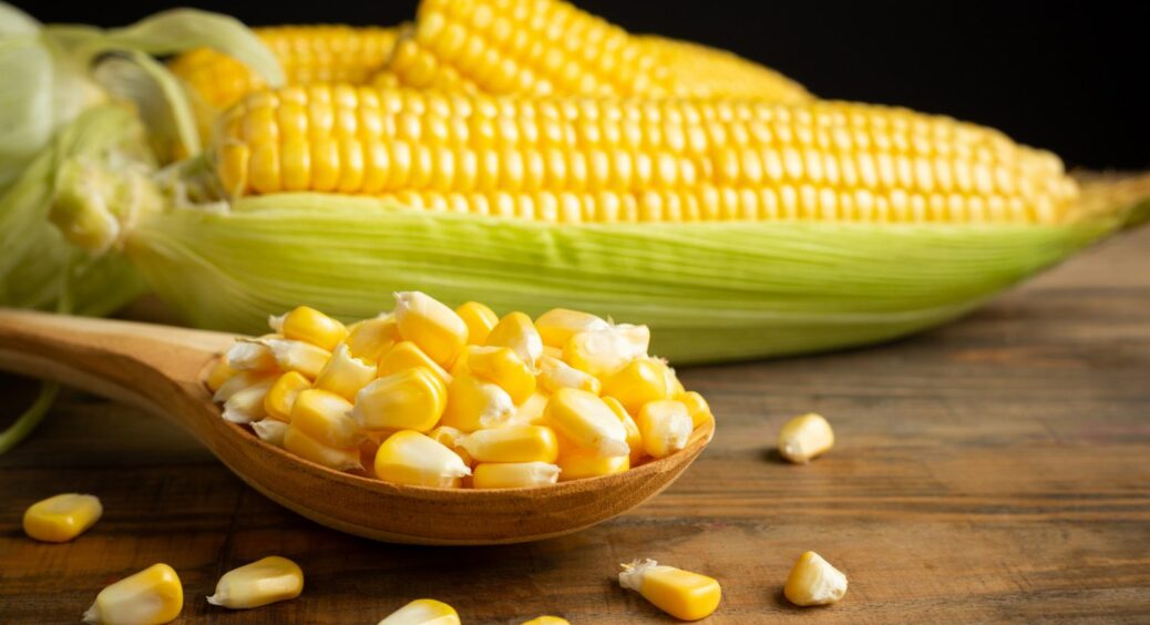 Кукурудза-гібрид проти народних сортів: битва за врожайність – що оберуть досвідчені агрономи? 