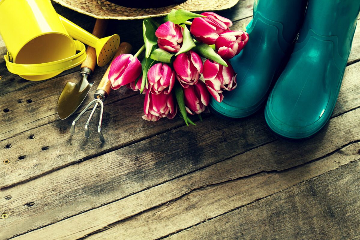 Квітникарі розповіли, як правильно видалити голівки тюльпанів після цвітіння