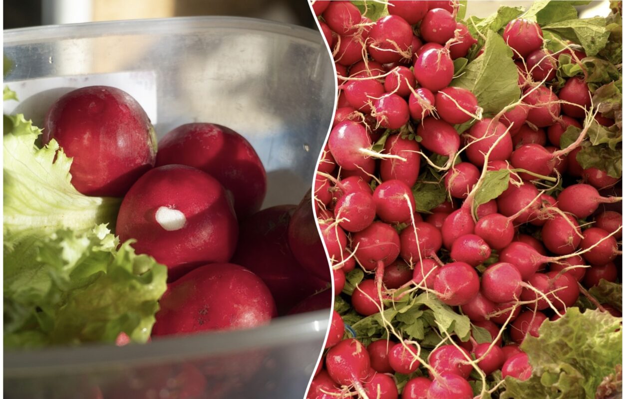 Експерт розповів, як виростити велику та соковиту редиску