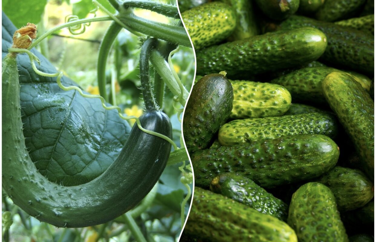 Як виростити великий врожай огірків