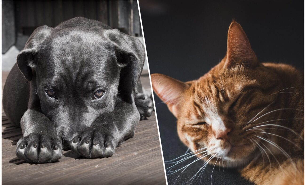 Експерт розповів, як захистити грядки від котів та собак