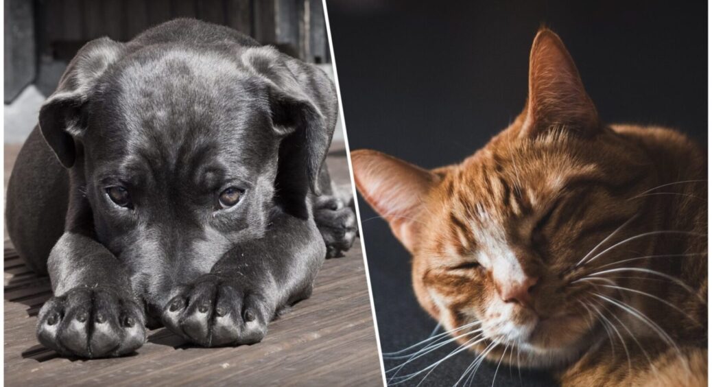 Улюбленці розривають грядки? 1 перевірений метод захисту від лап непосидючих пухнастиків 