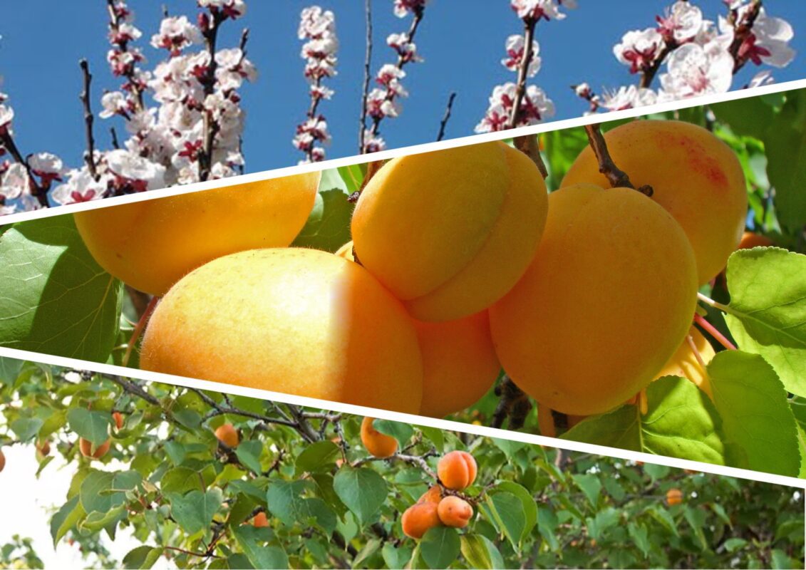 Як виростити великий врожай абрикосів