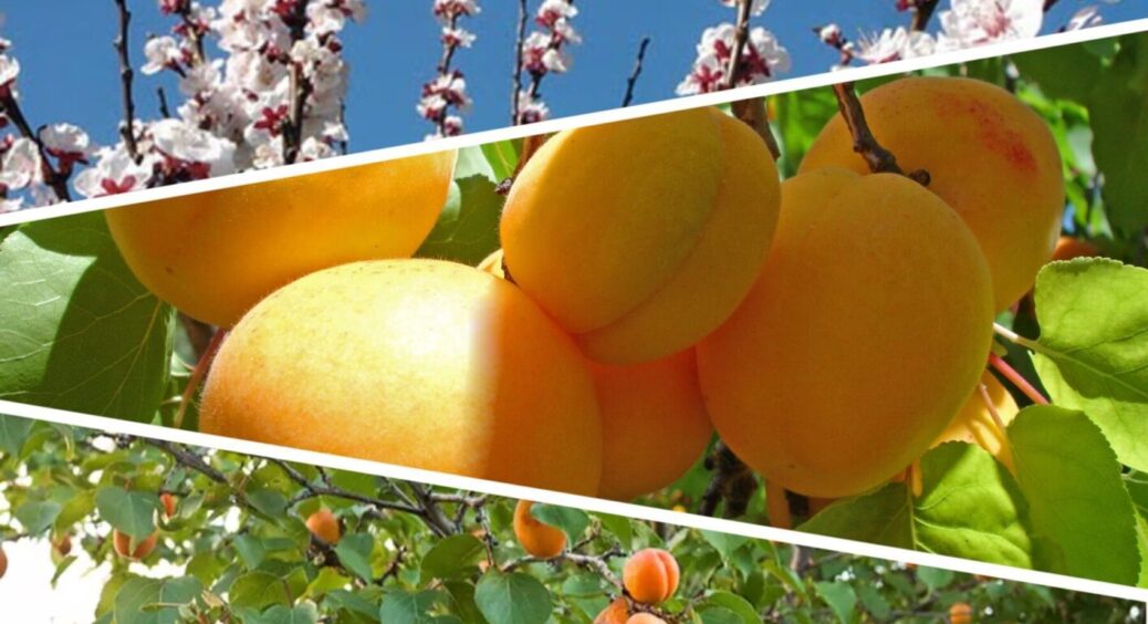 На Харківщині з абрикосами роблять це, і вони тішать врожаями: плоди рум’яні та соковиті 