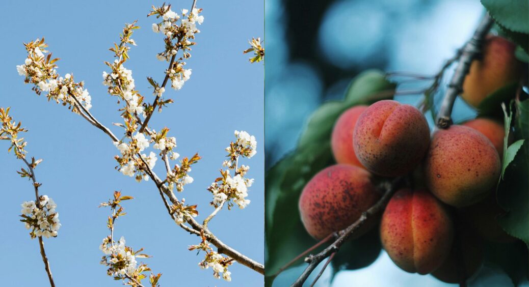 Гід по сортах абрикосів: що найкраще росте на Дніпропетровщині, Київщині та Кіровоградщині 