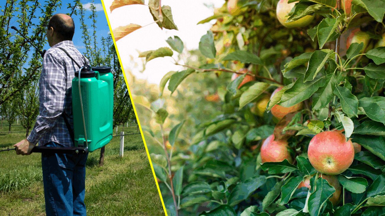 Садівники порадили ефективний засіб від попелиці на яблуні
