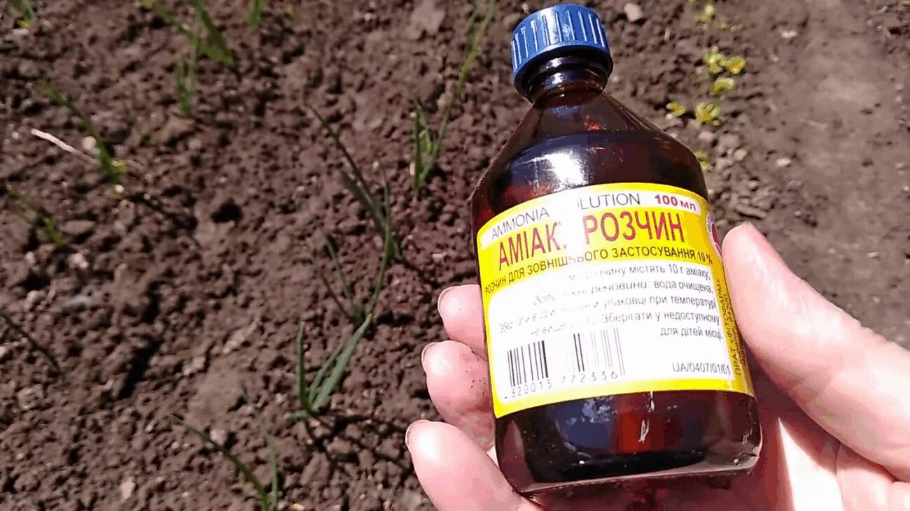 Садівники порадили ефективний засіб від попелиці на яблуні