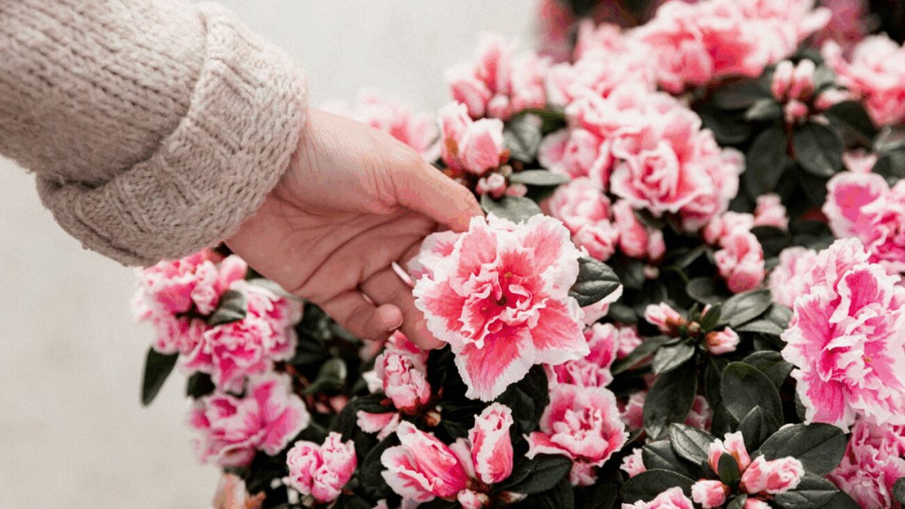 Квітникарі розповіли про 5 сортів азалії, які ідеально підходять для саду