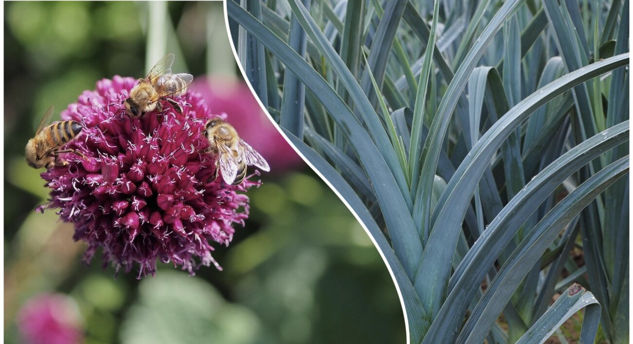 Агроном розповів, як позбавитися від цибулевої мухи