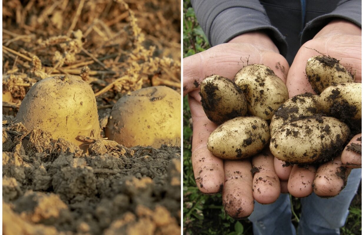Господиня розповіла, що посадити між кущами картоплі для рясного врожаю