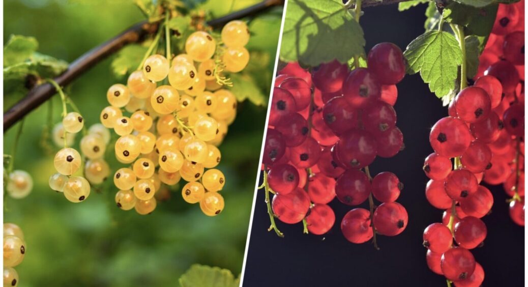 Бризкаємо на смородину – все літо жодного шкідника: у 2025-му від солодких ягід відбою не буде 