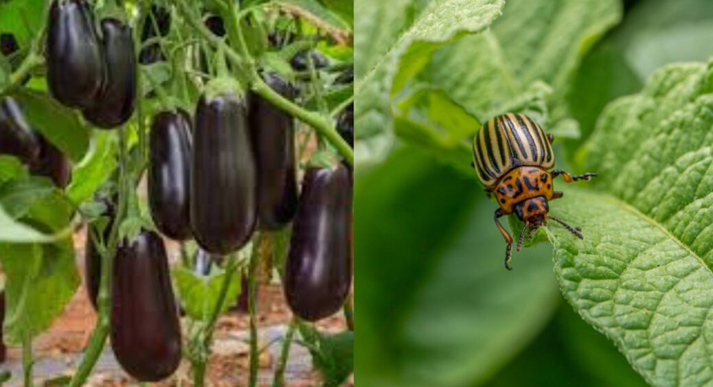 Колорадські жуки не сплять: як відвадити смугастих комах від баклажанів – 2 дієвих способи 