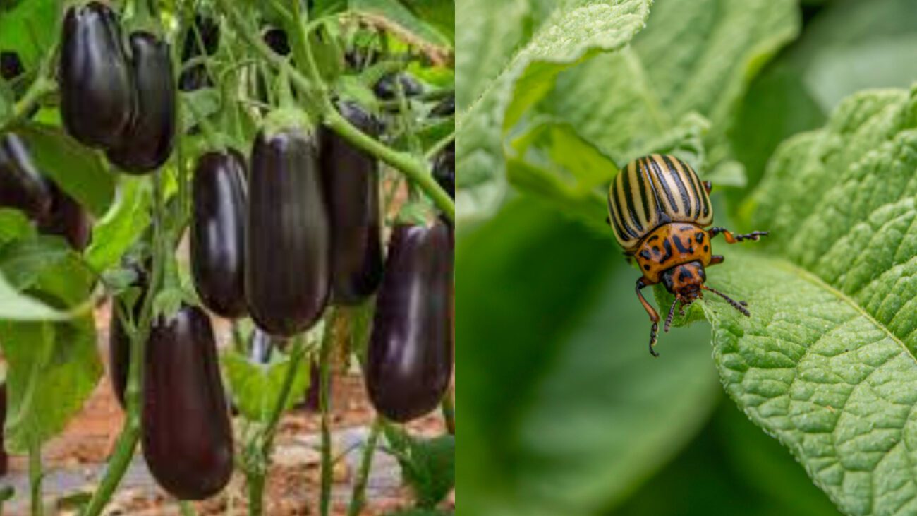 Як захистити баклажани від колорадського жука