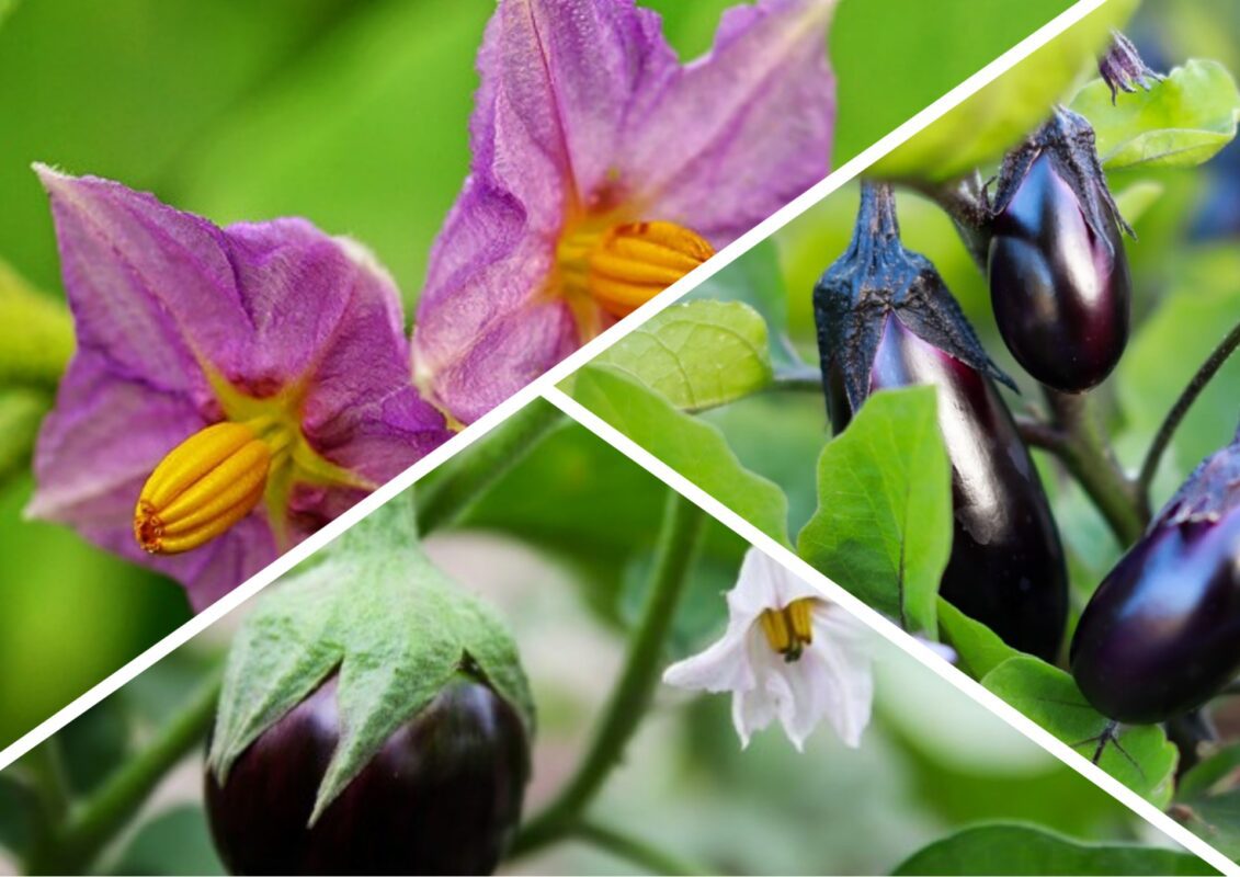 Що робити, якщо на баклажанах опадає цвіт