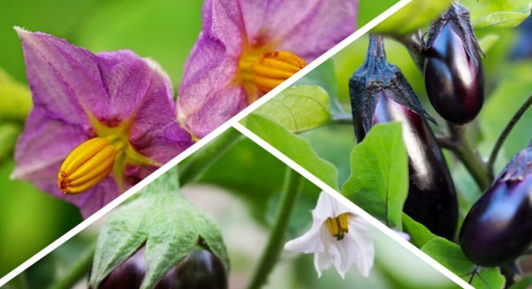 Городники на Миколаївщині знають: якщо квіти з баклажанів опадають, треба зробити це 