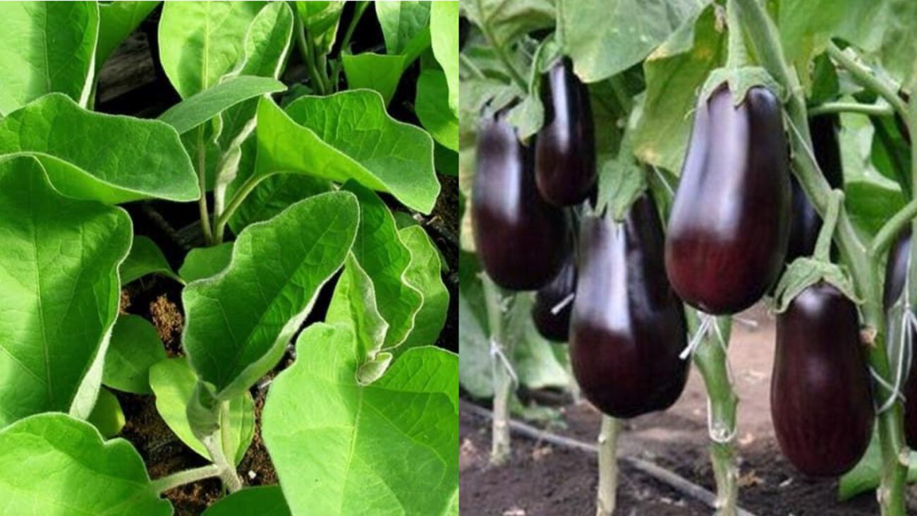 Агроном розповів, як правильно сформувати баклажани