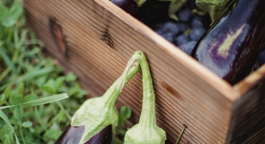 Вже 10 років годую баклажани лише цим: навчила бабуся з Полтави, у якої все під контролем 