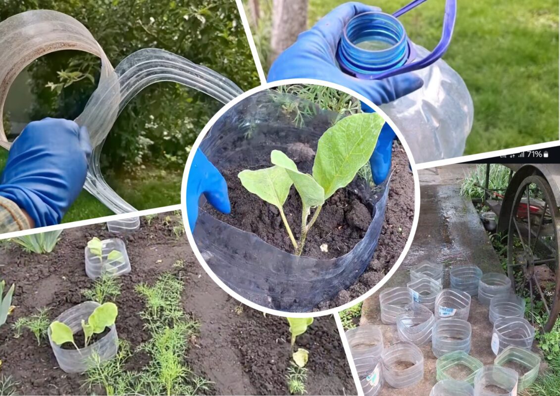 Садівники пояснили, як баклашки з-під води вбережуть баклажани від жуків