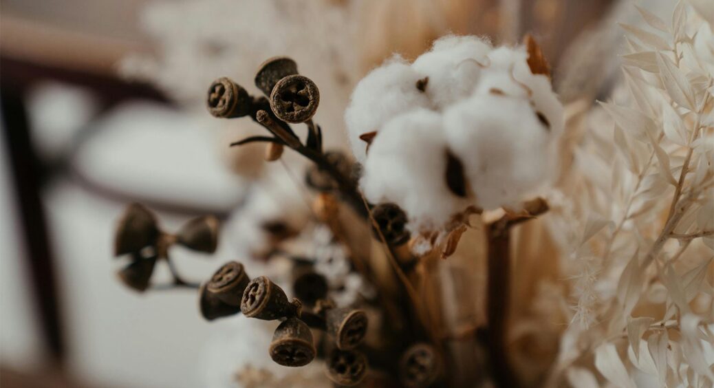 На півдні України пануватиме бавовна: 3 області долучилися до вирощування цієї екзотики 