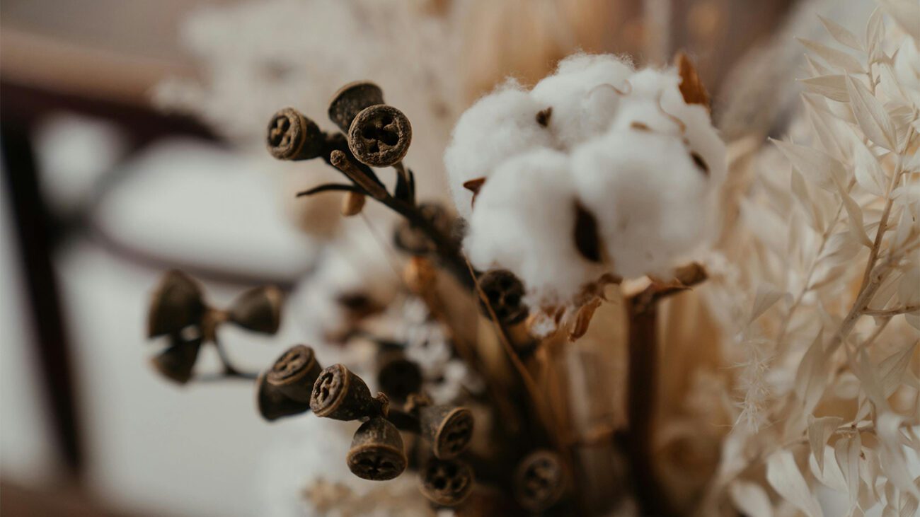 В Україні з'являються бавовняні поля