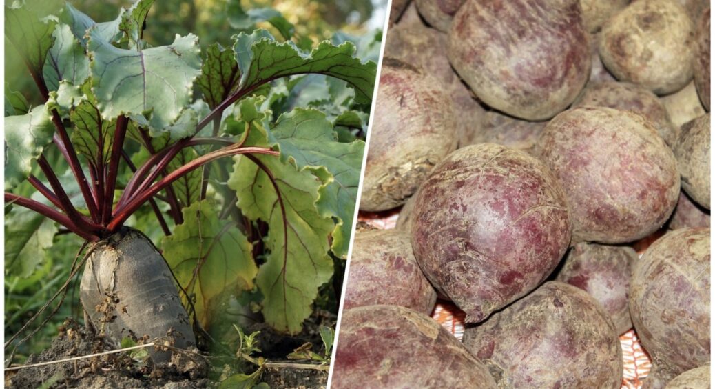 Борщ хочеться найсмачніший, а буряк який сіяти: 3 сорти, що ростуть і на Київщині, і на Одещині 