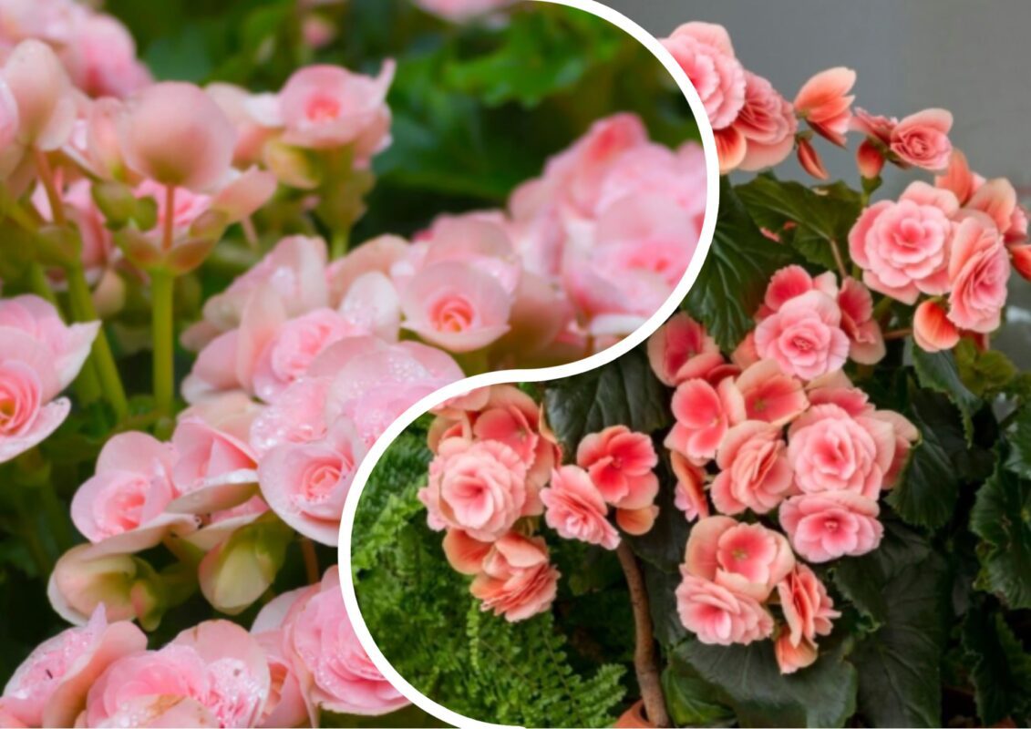 Агроном розповів, як правильно омолодити герань