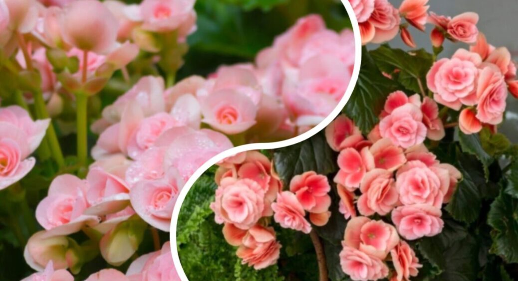 Як омолодити герань, щоб вона дала по 10 суцвіть через 3 тижні: дієвий метод без клопоту 