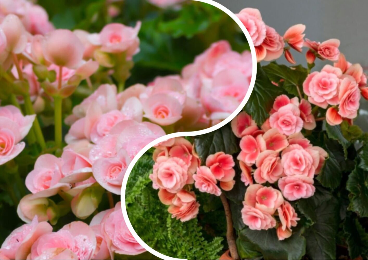 Агроном розповів, як правильно омолодити герань