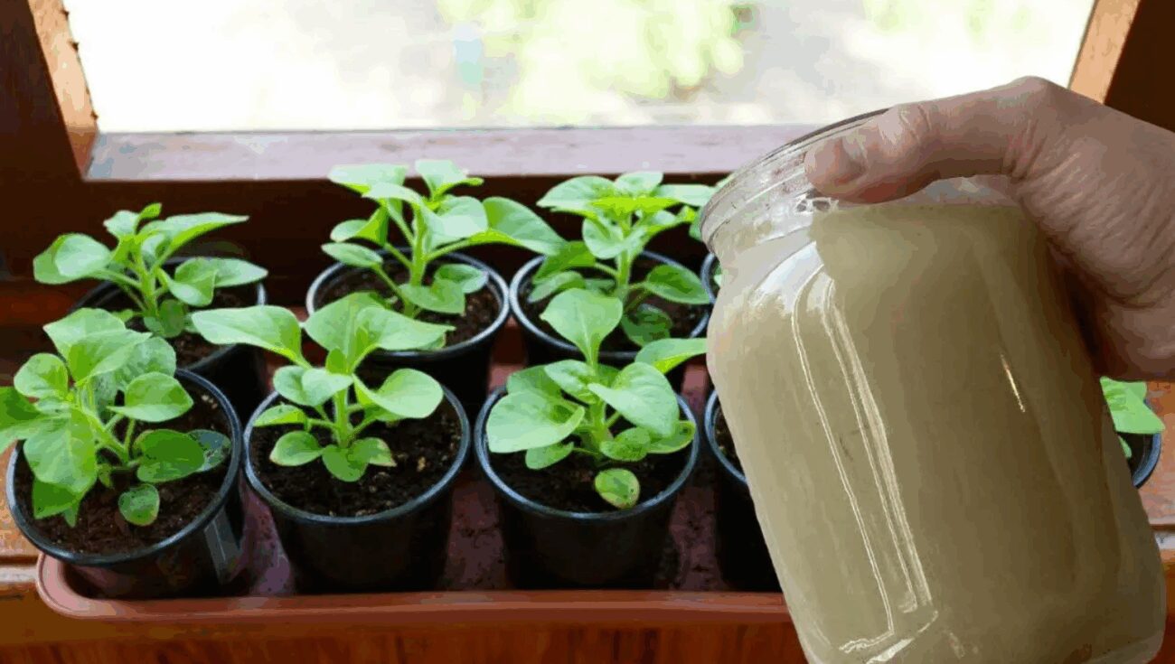 Експерти розповіли, як зробити підкормку для розсади з дріжджів