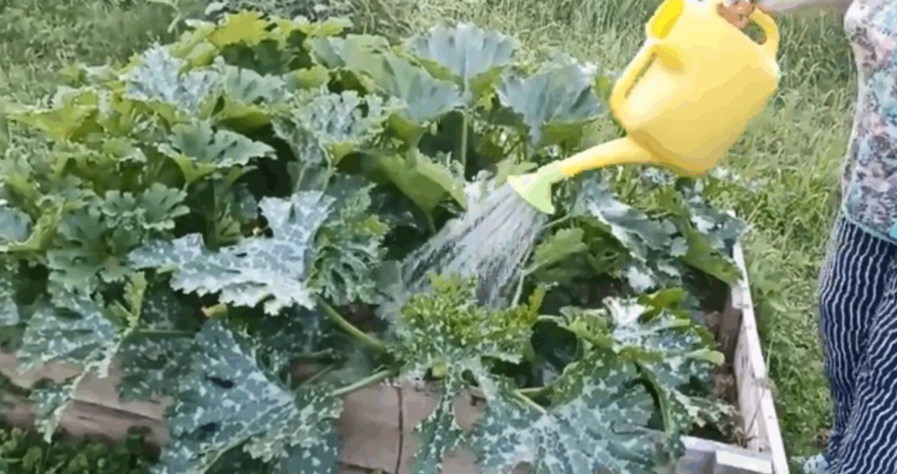 Агрономи розповіли, як приготувати добриво для кабачків самостійно