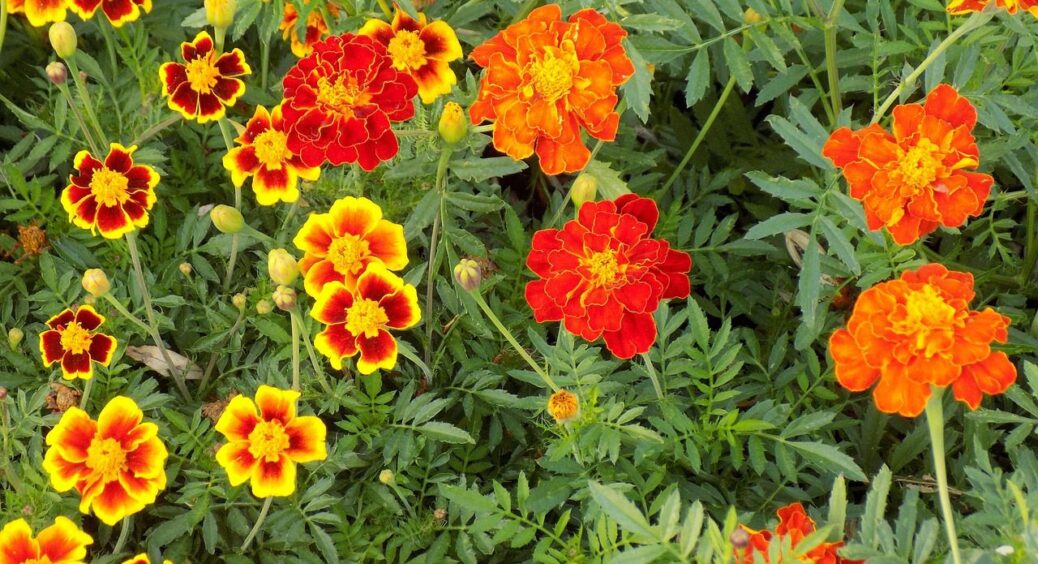 5 сортів чорнобривців, які добре відлякують колорадського жука – вибір агрономів з Хмельниччини 