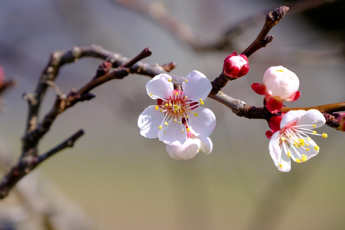 Садівники розповіли, чому абрикоси не дають врожаю