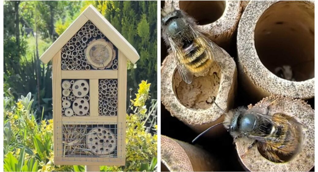 Будуємо в городі “готелі” для комах: дієва річ, що привабить диких бджіл для запилення 